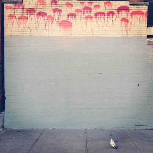 pigeon+jellyfish